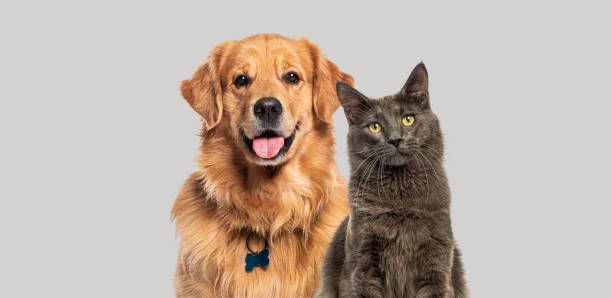 Pet care routine