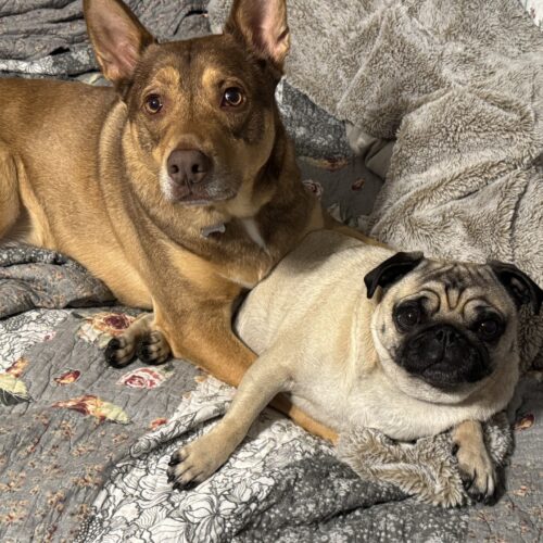 COVID era changed dogs